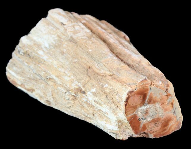 Polished Petrified Wood Limb - Madagascar #54607